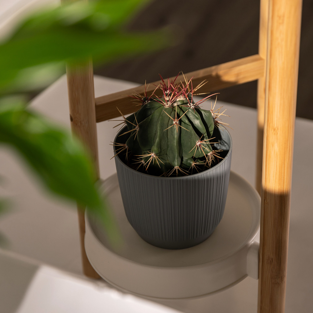 Kaktus w doniczce postawiony na kwietniku