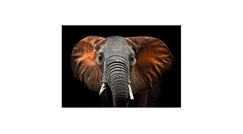 Obraz CANVAS ELEPHANT 85x113 cm