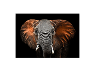 Obraz CANVAS ELEPHANT 85x113 cm