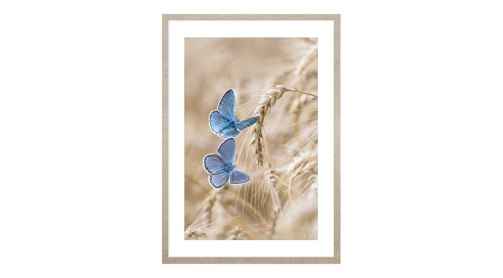 Obraz niebieskie motyle BLUE NATURE II 53x73 cm