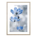 Obraz niebieskie kwiaty BLUE NATURE I 53x73 cm