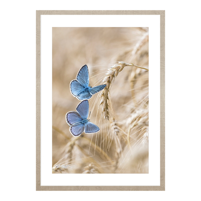 Obraz niebieskie motyle BLUE NATURE II 53x73 cm